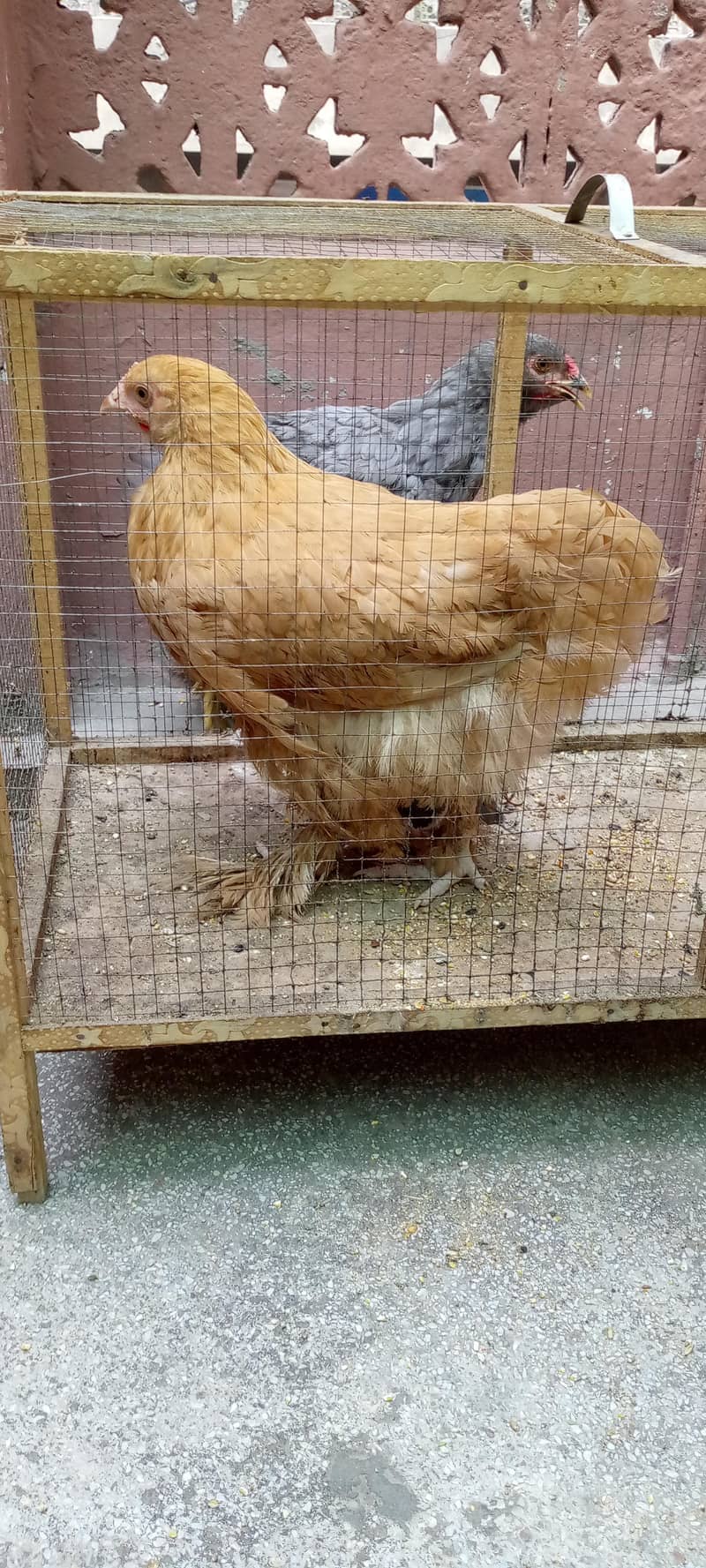 Barama & buff chicks. 1