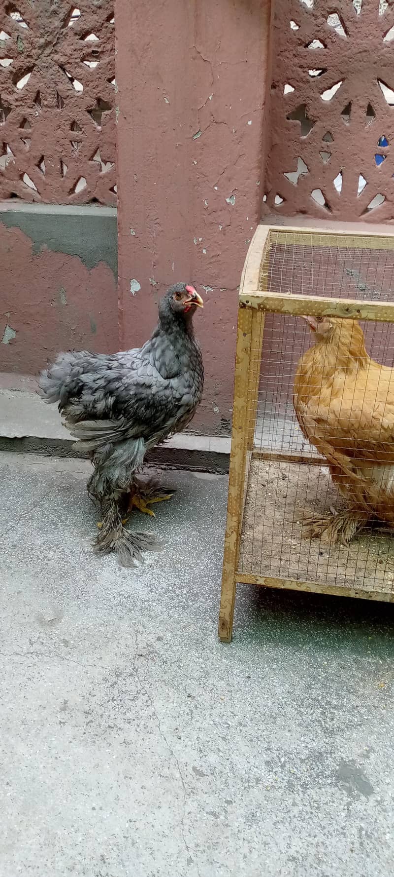 Barama & buff chicks. 2