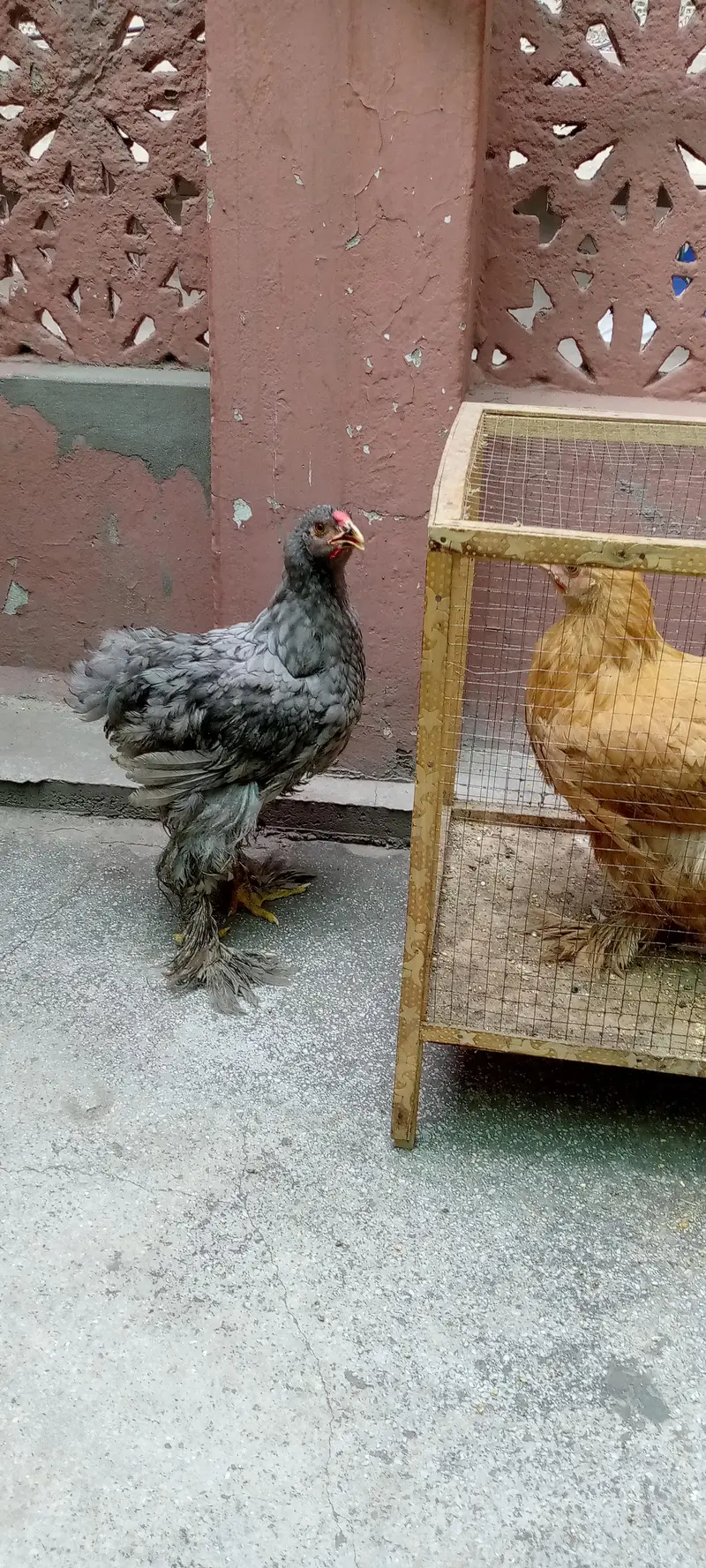 Barama & buff chicks. — photo 3