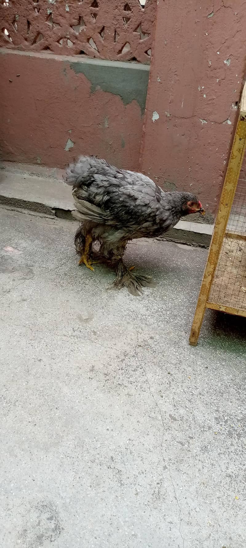 Barama & buff chicks. 3