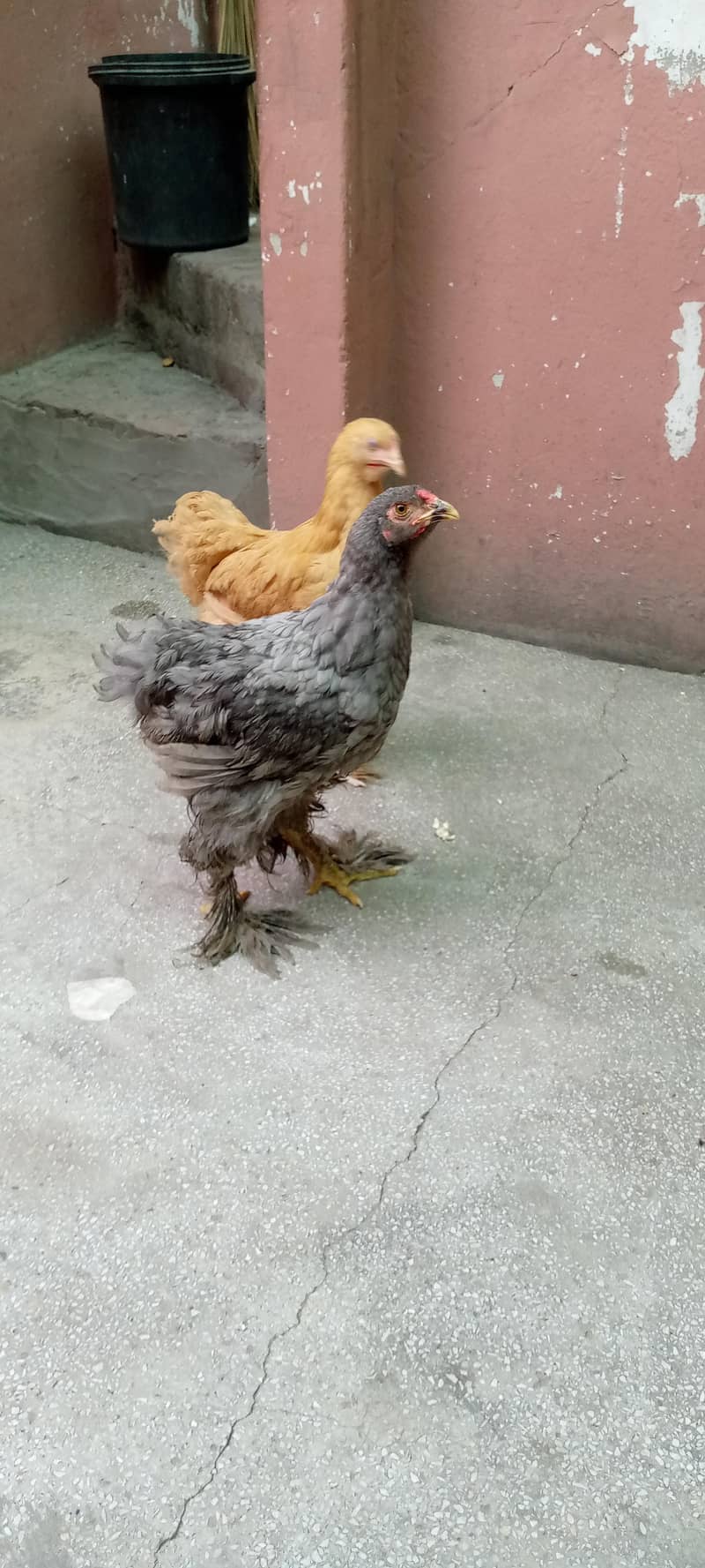 Barama & buff chicks. 4
