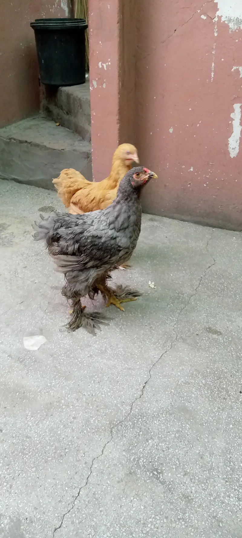 Barama & buff chicks. — photo 5