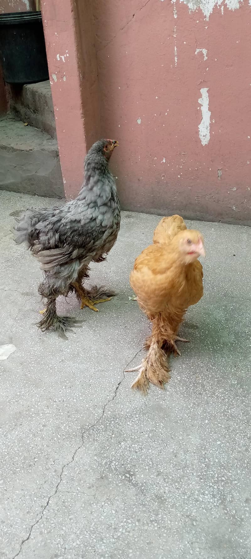 Barama & buff chicks. 5