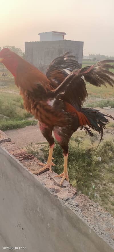 Aseel thai poppay breed for sale