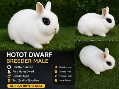 Pure Hotot Dwarf Breeder Male