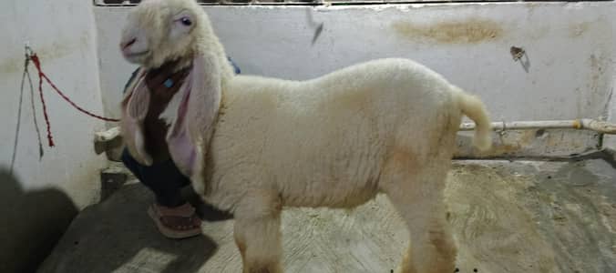 gulabi tapra bakra/ gulabi dumba
