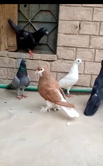 6 pigeons available in reasonable price