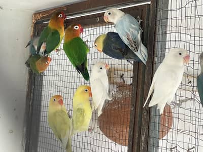 Lovebirds colony
