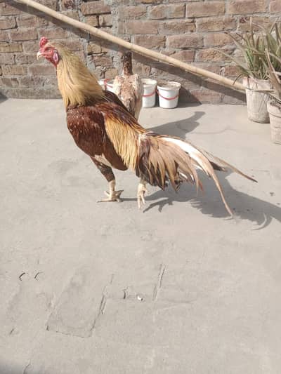 اسیل بریڈر