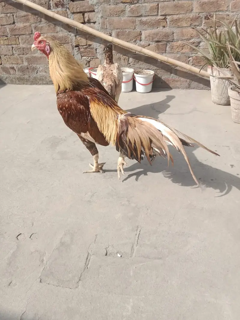 اسیل بریڈر