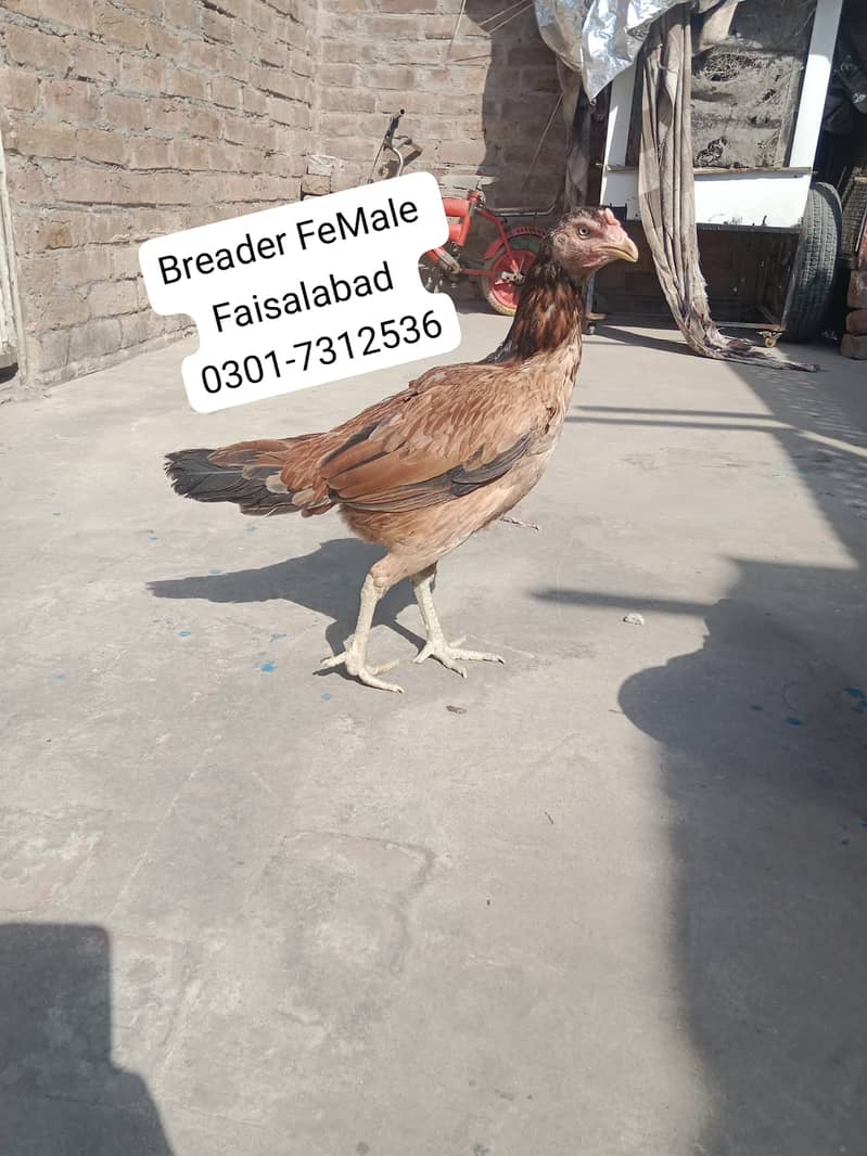 اسیل بریڈر 1
