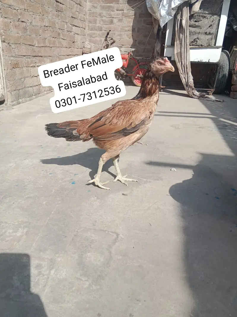 اسیل بریڈر — photo 2