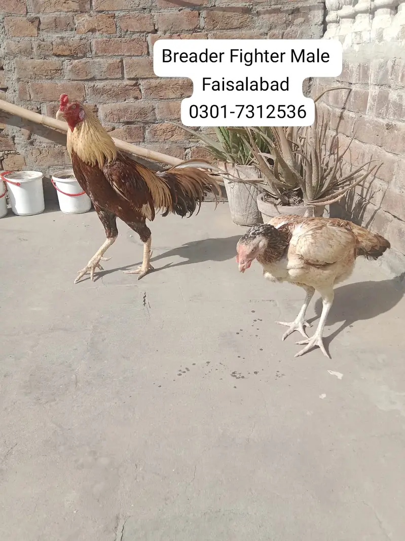 اسیل بریڈر — photo 3