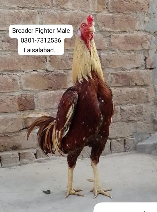 اسیل بریڈر — photo 4
