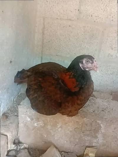 black cock murgi