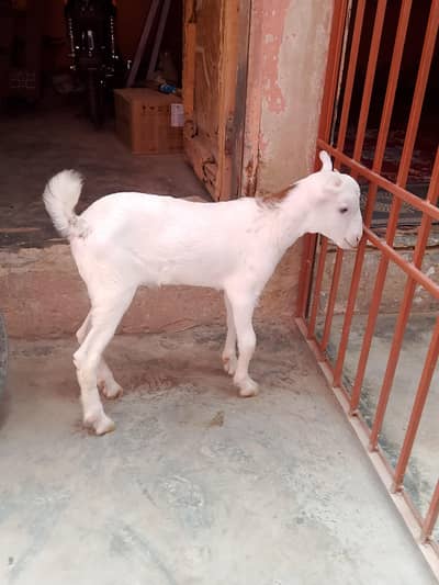 urgent sale