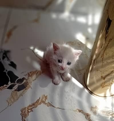 2 months cat