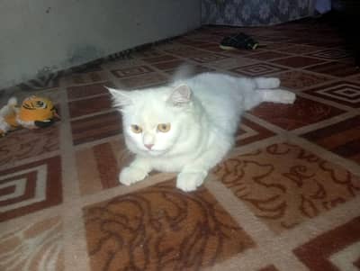 Persian cat  pure white long Hairs