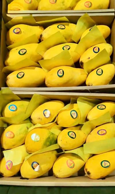 Chaunsa Multani Mango ( Delivery All Over Pakistan )