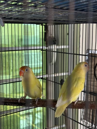 Cocktail and love birds for sale