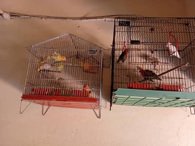 birds with cage