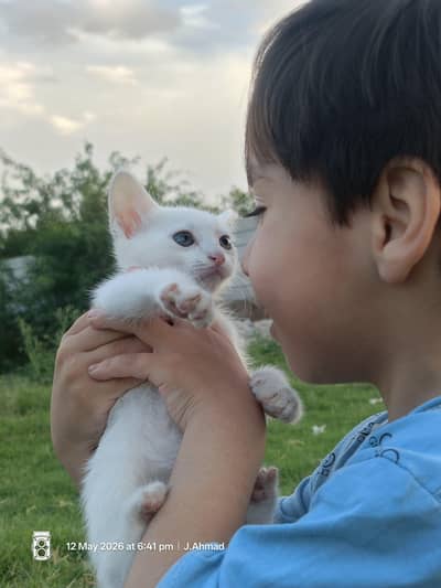 Beautiful Kitten for Sale 