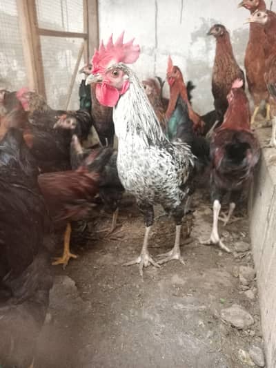 hens for sale