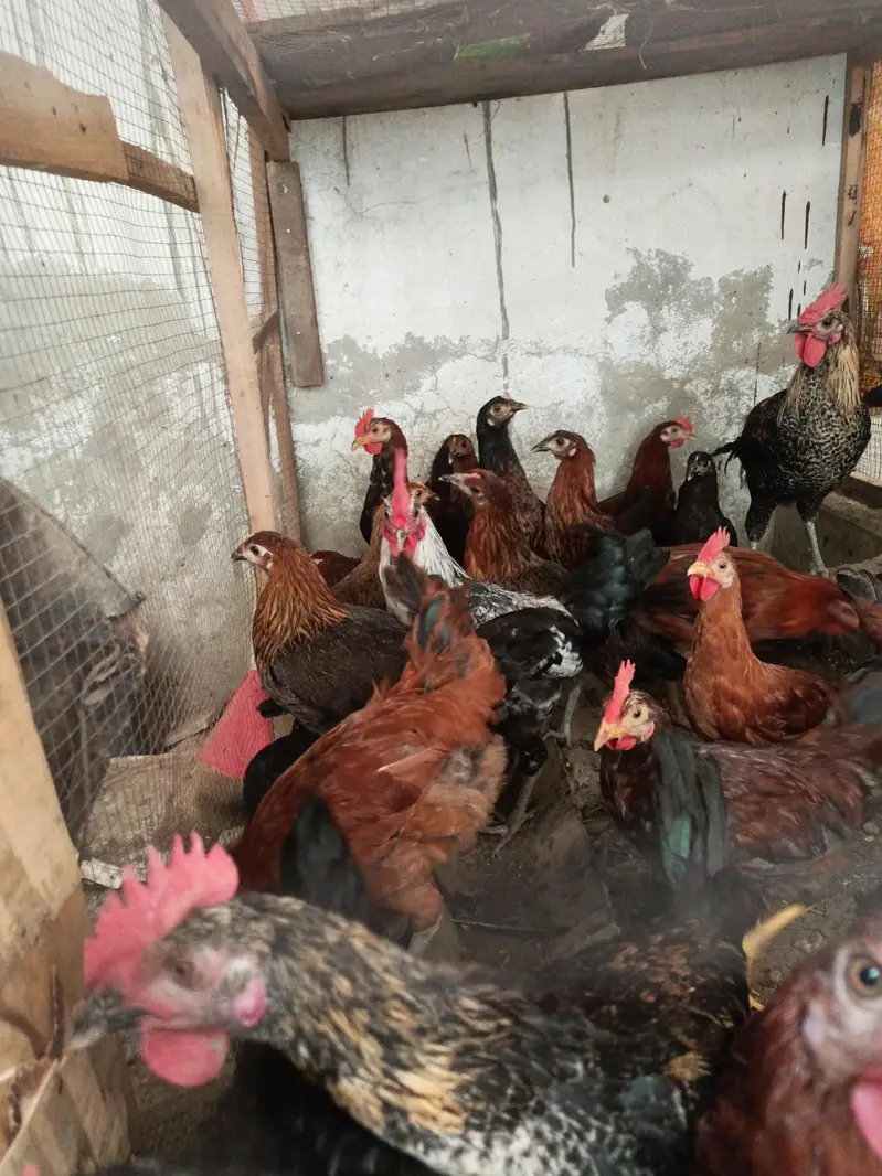 hens for sale — photo 2