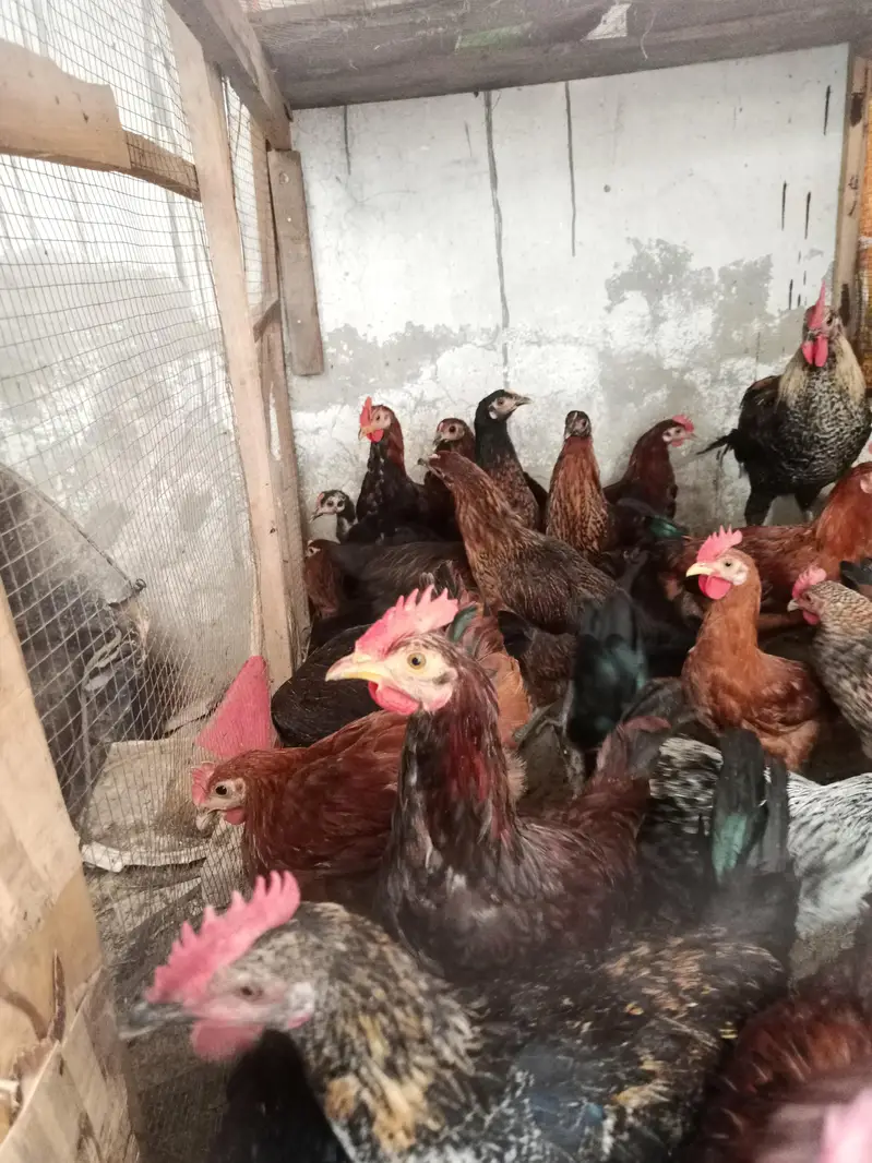 hens for sale — photo 3