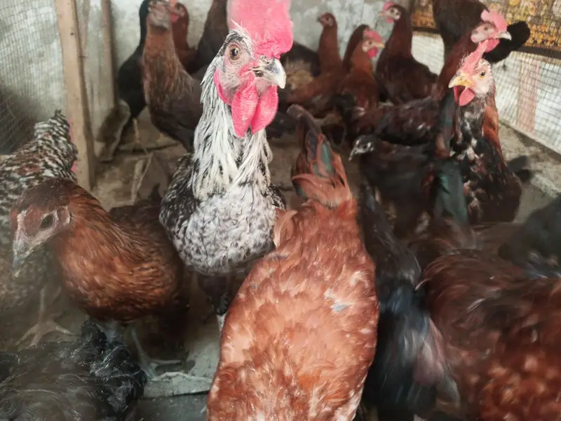 hens for sale — photo 4