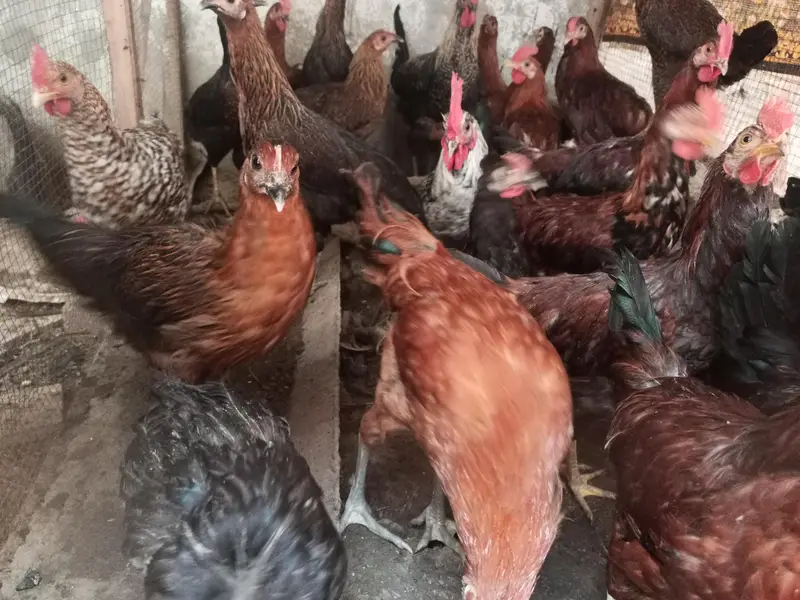 hens for sale — photo 5
