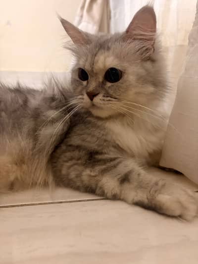 Grey Persian Cat