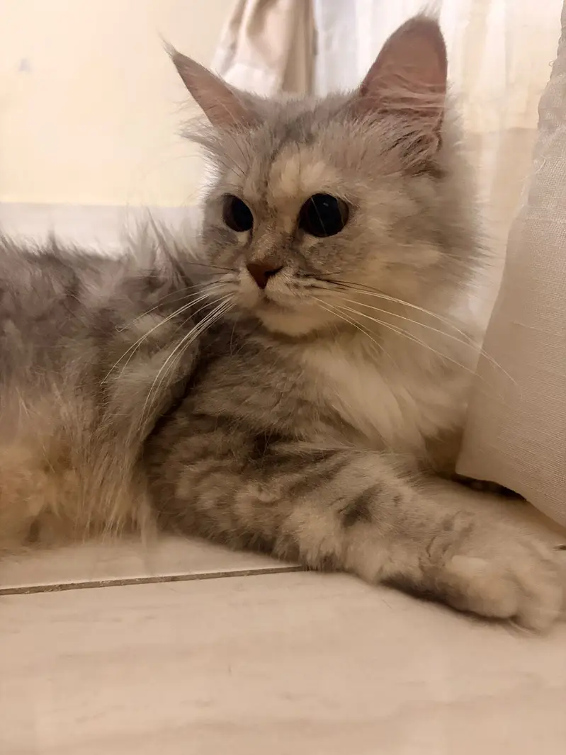 Grey Persian Cat