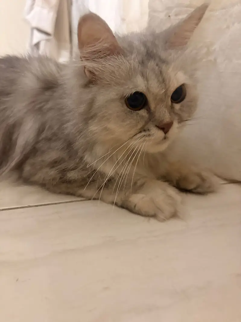 Grey Persian Cat — photo 2