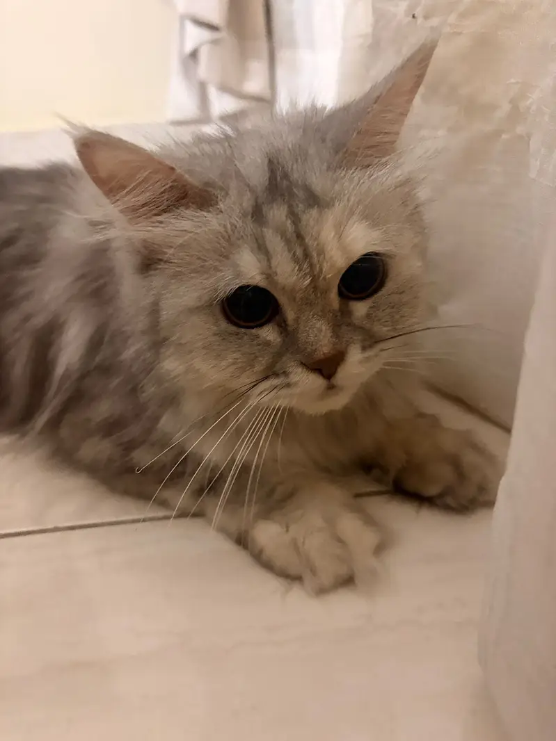 Grey Persian Cat — photo 3
