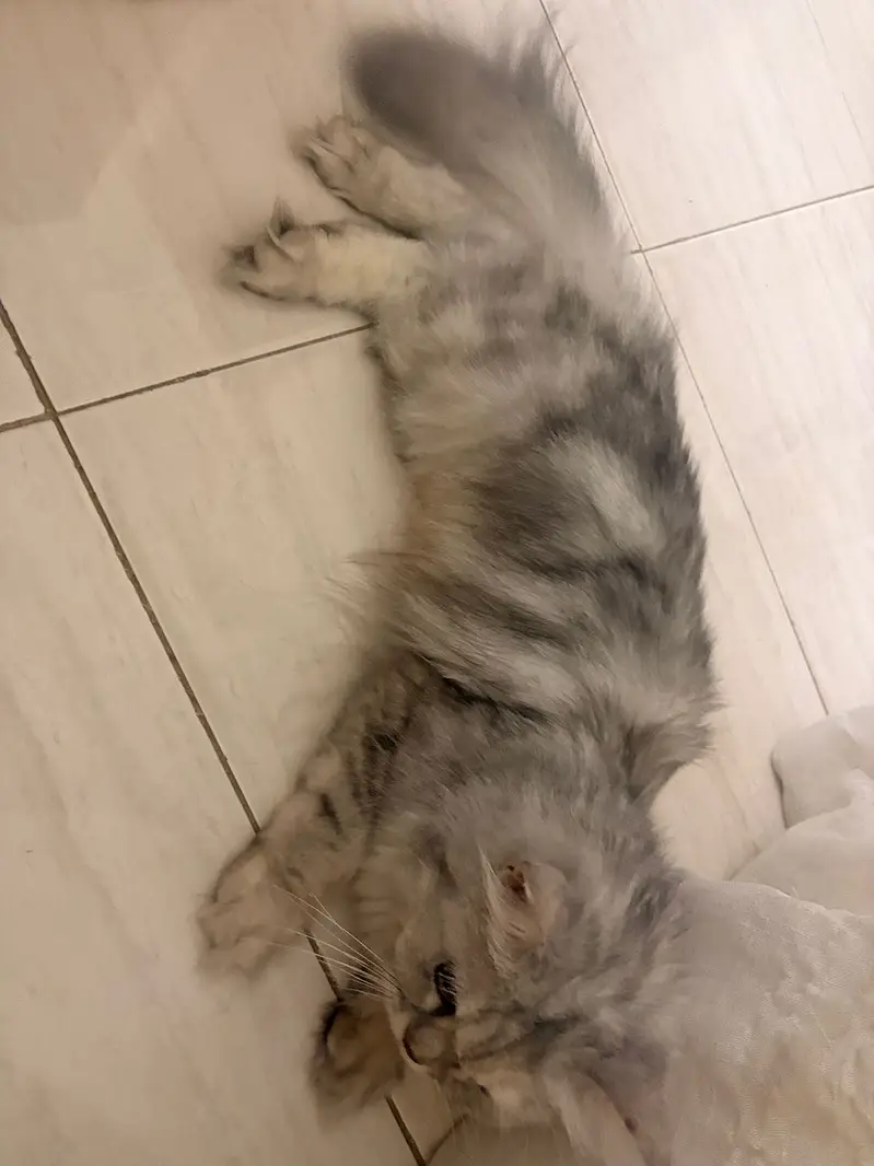Grey Persian Cat — photo 4