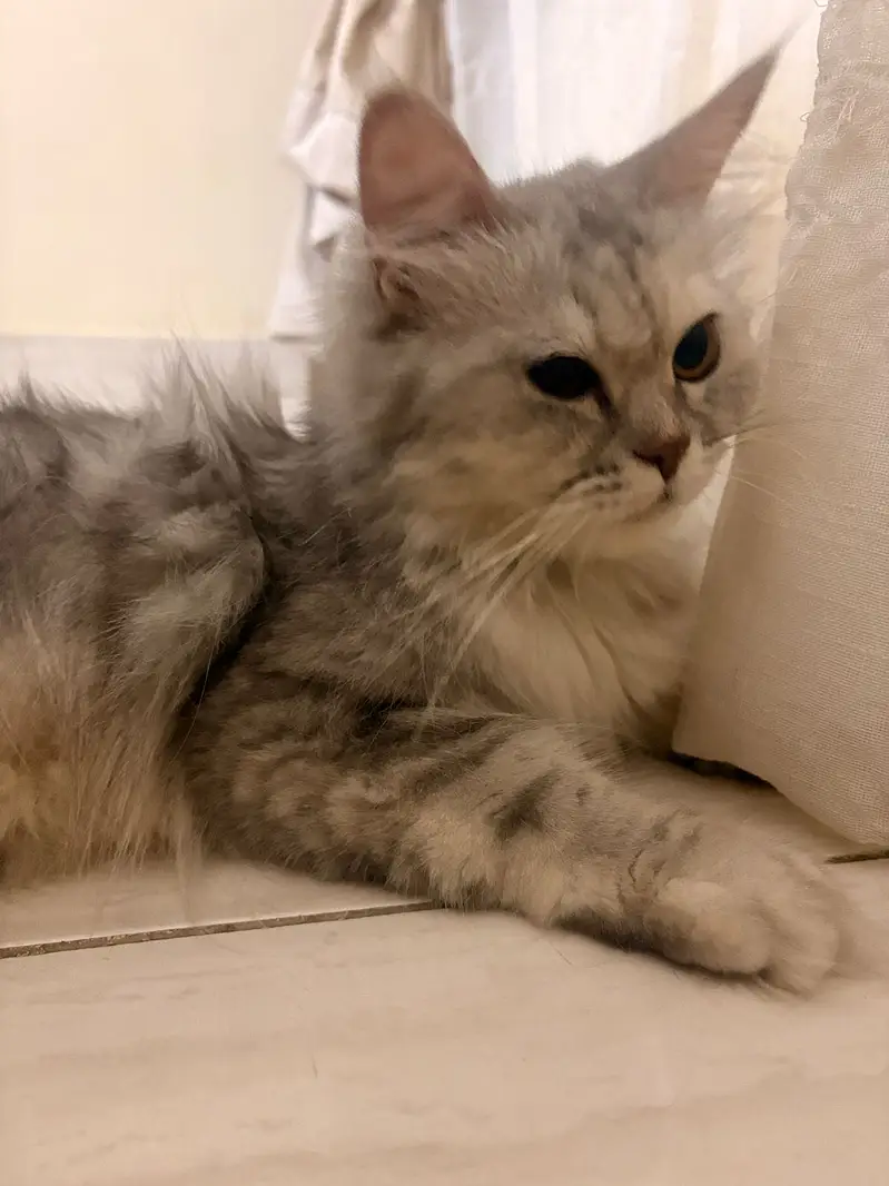 Grey Persian Cat — photo 5