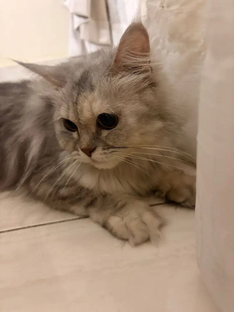 Grey Persian Cat — photo 6