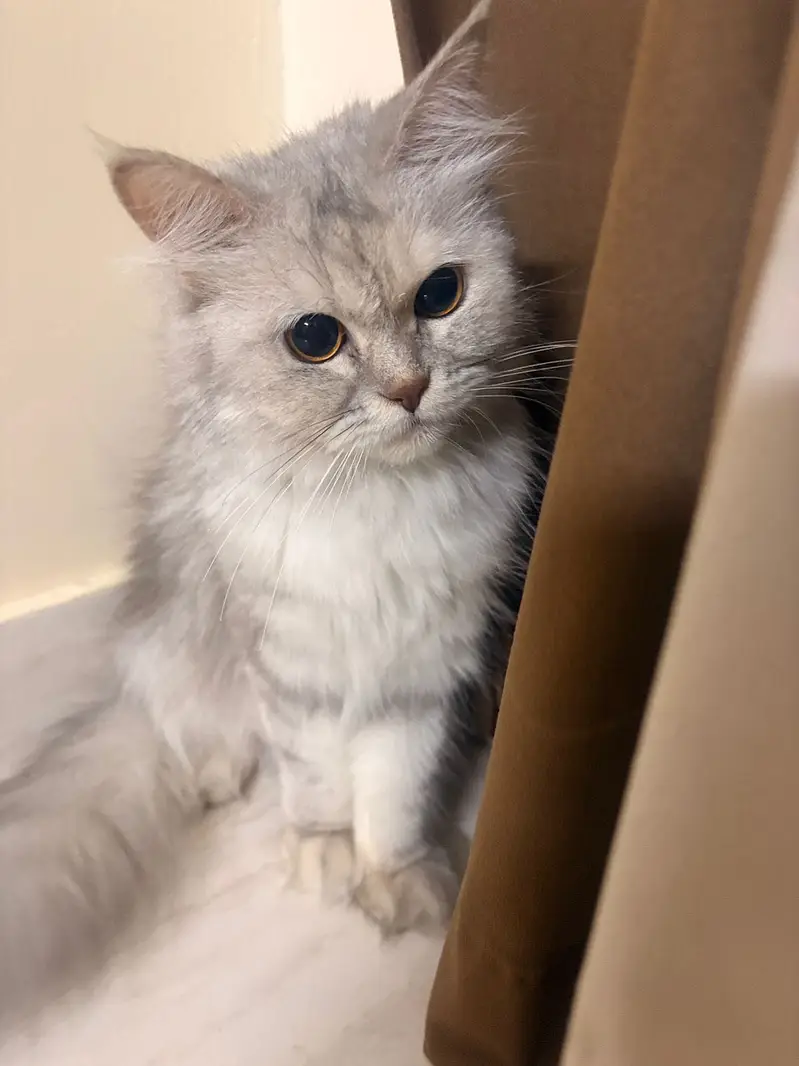 Grey Persian Cat — photo 7