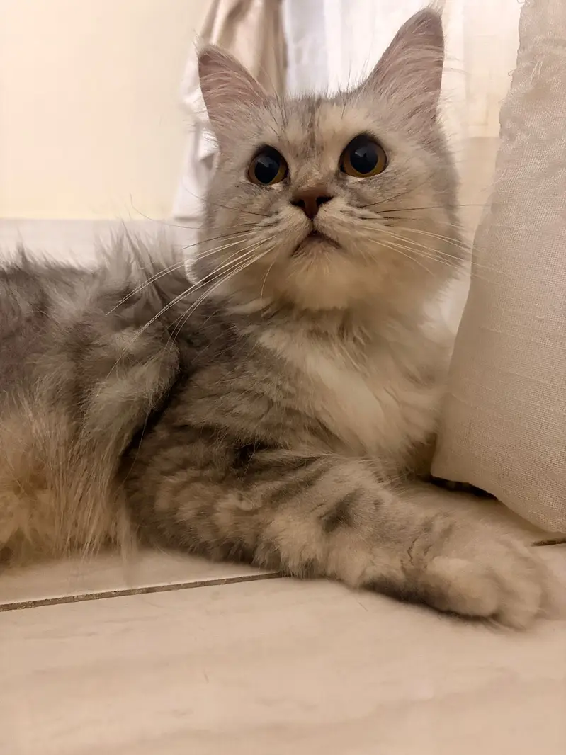 Grey Persian Cat — photo 8