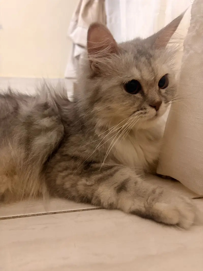 Grey Persian Cat — photo 9