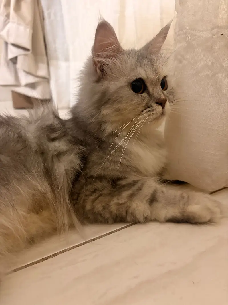 Grey Persian Cat — photo 10