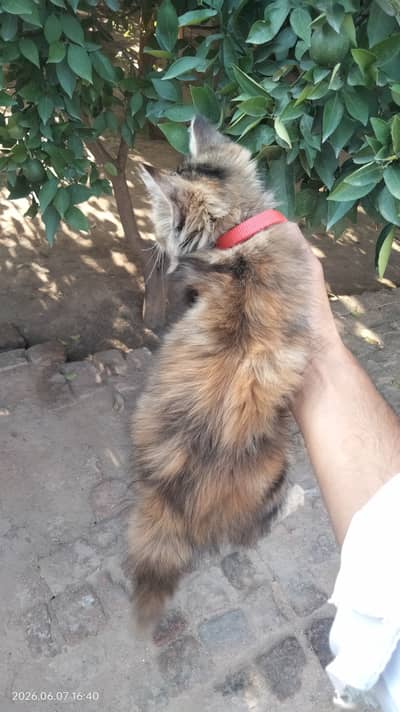 Persian kitten baby 03130595780