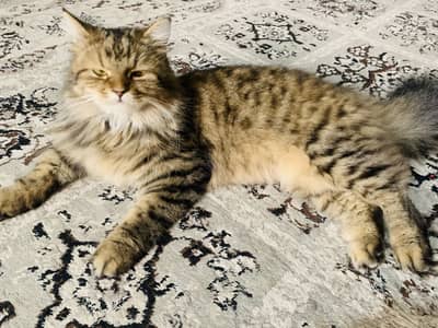Gorgeous Fluffy Persian Tabby Cat – FOR ADOPTION
