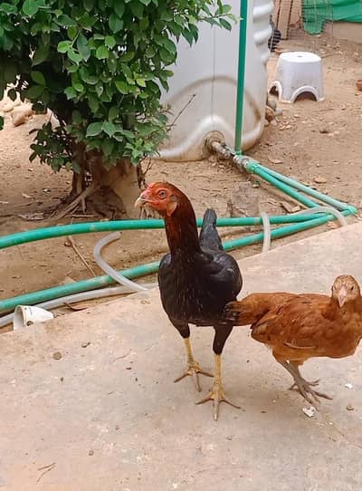 pure black aseel madi and desi pathy
