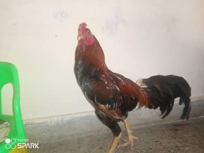 Desi murgha
