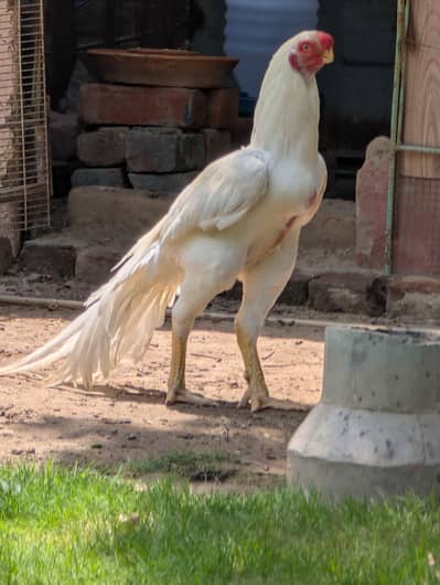 Indian Parrot beak | Tamil tail | Coin Head | Imported Bloodline