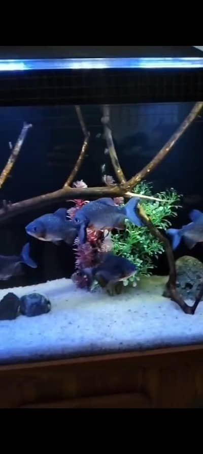 Red belly P available 