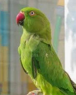 tamed female