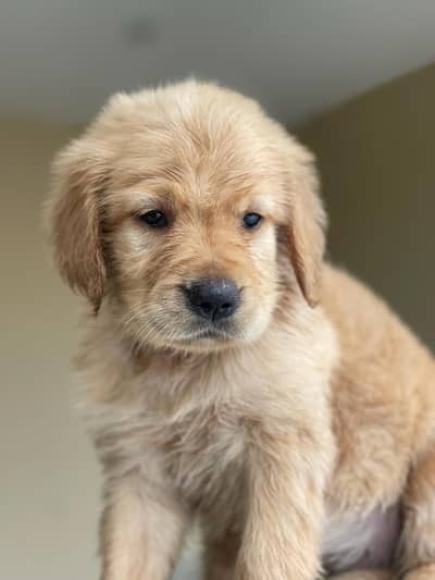 Golden retriever